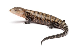 Tiliqua gigas gigas, bébé